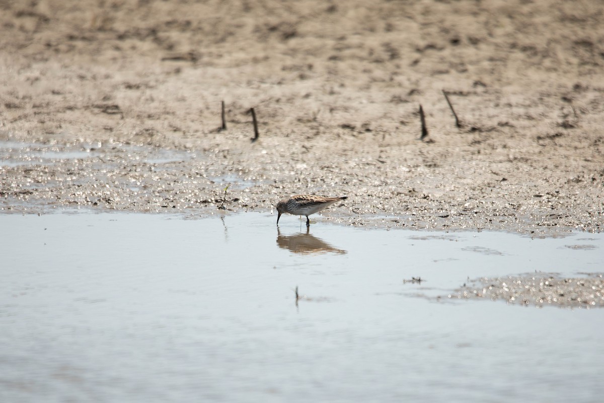 White-rumped Sandpiper - ML620044983