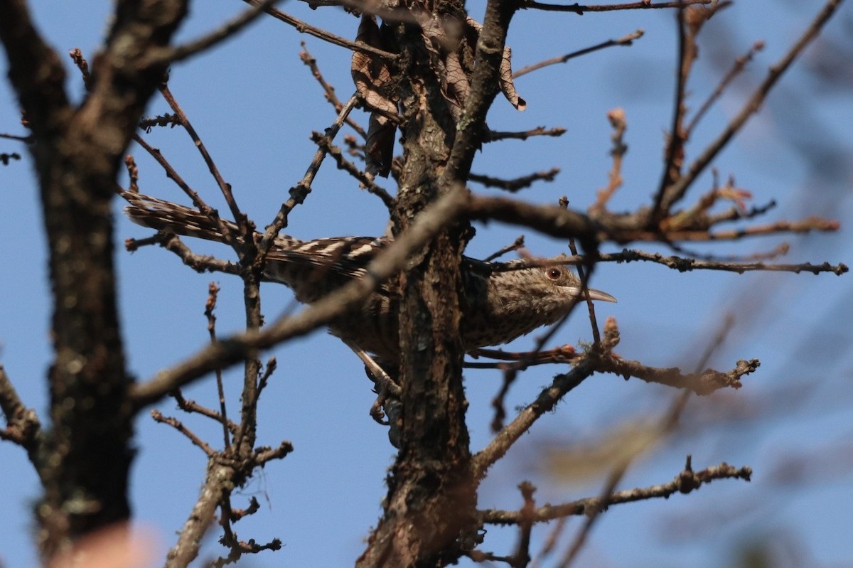 Gray-barred Wren - ML620044987