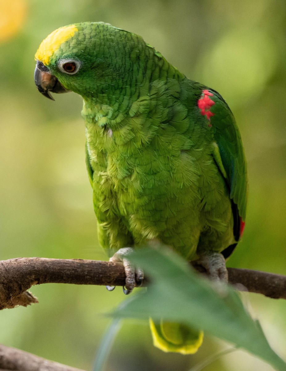 Yellow-crowned Parrot - ML620044999