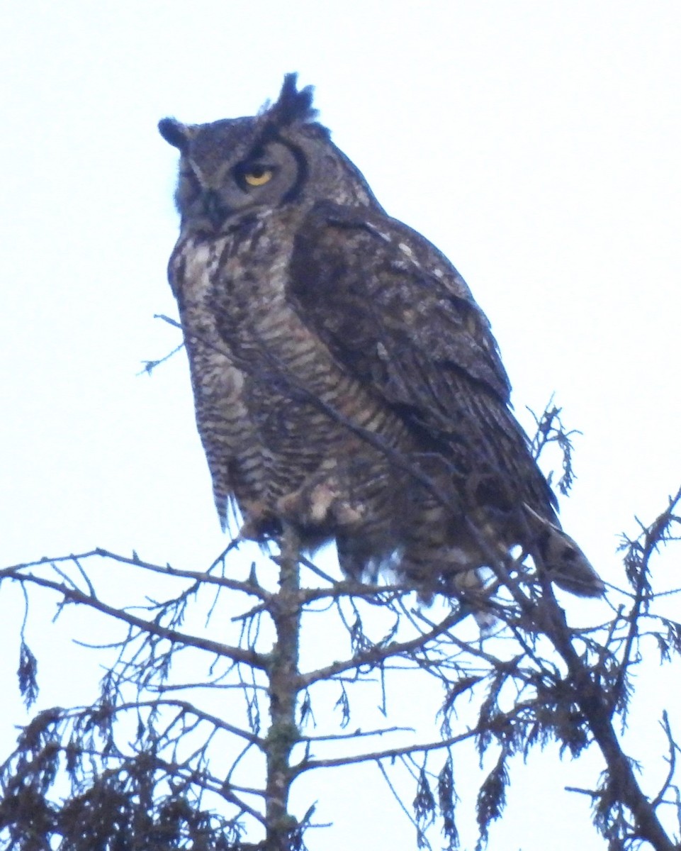 Great Horned Owl - ML620045023