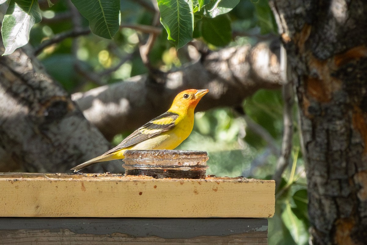 Western Tanager - ML620045028