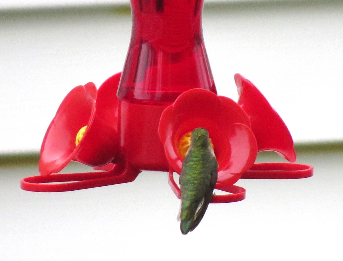 Ruby-throated Hummingbird - James Hirtle