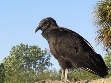 Black Vulture - ML620045040
