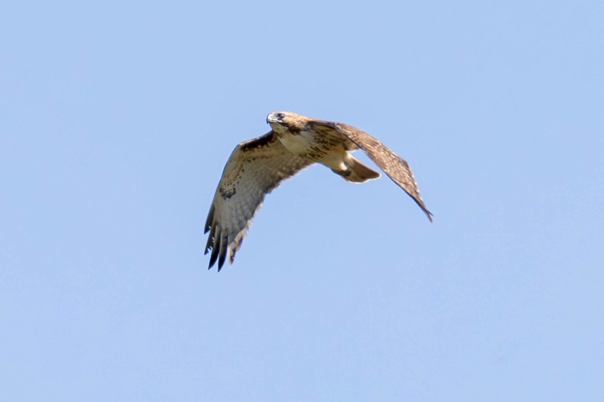 Red-tailed Hawk - ML620045056