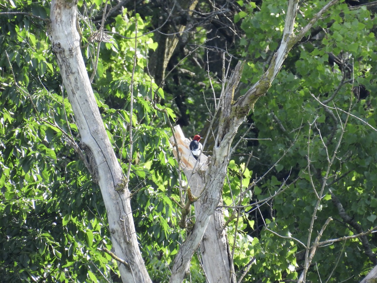Red-headed Woodpecker - ML620045059