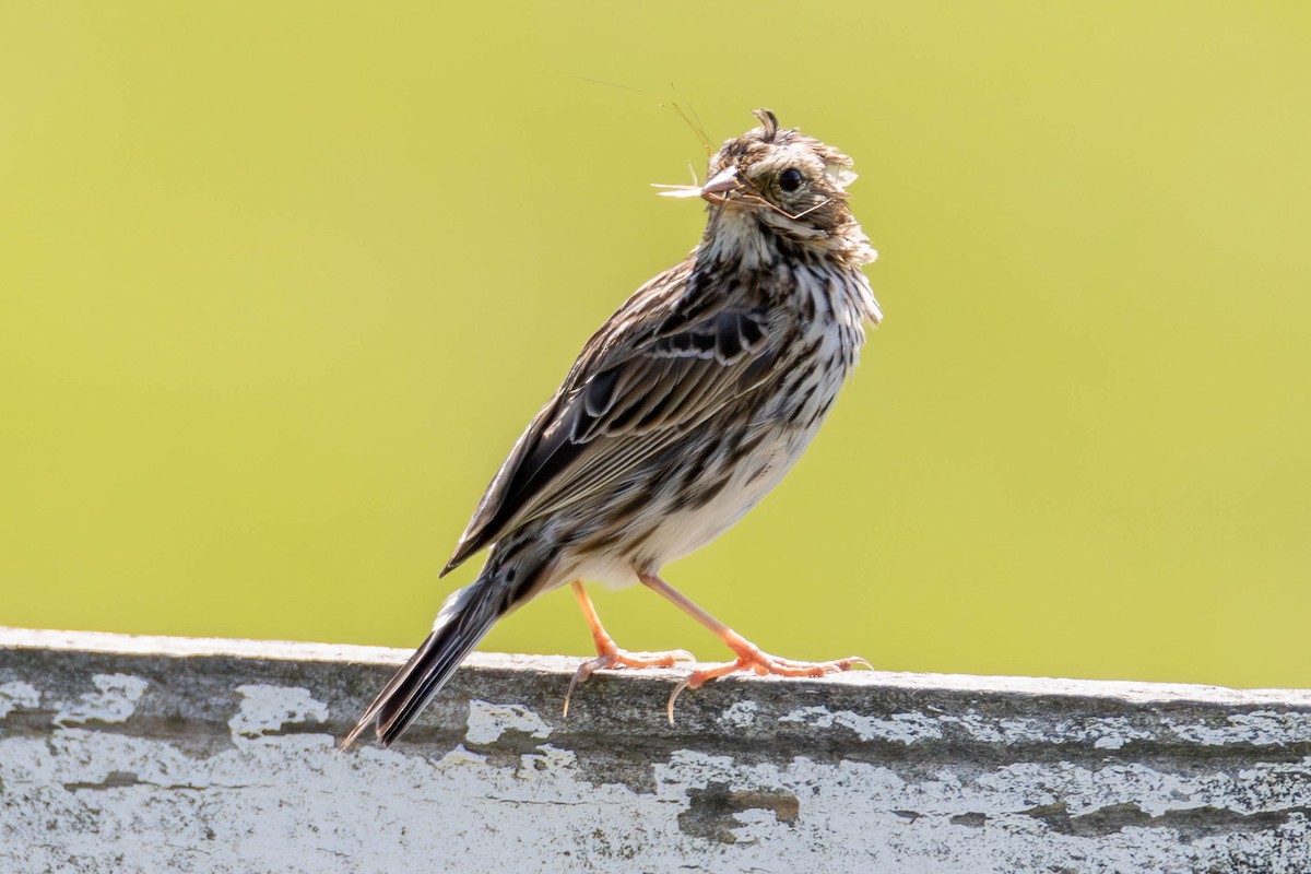 Savannah Sparrow - ML620045061