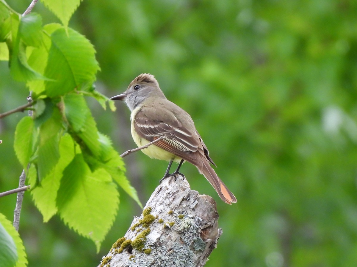 Great Crested Flycatcher - ML620045076