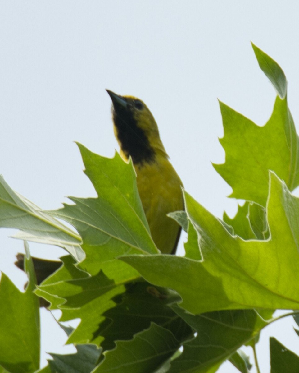 Orchard Oriole - ML620045080