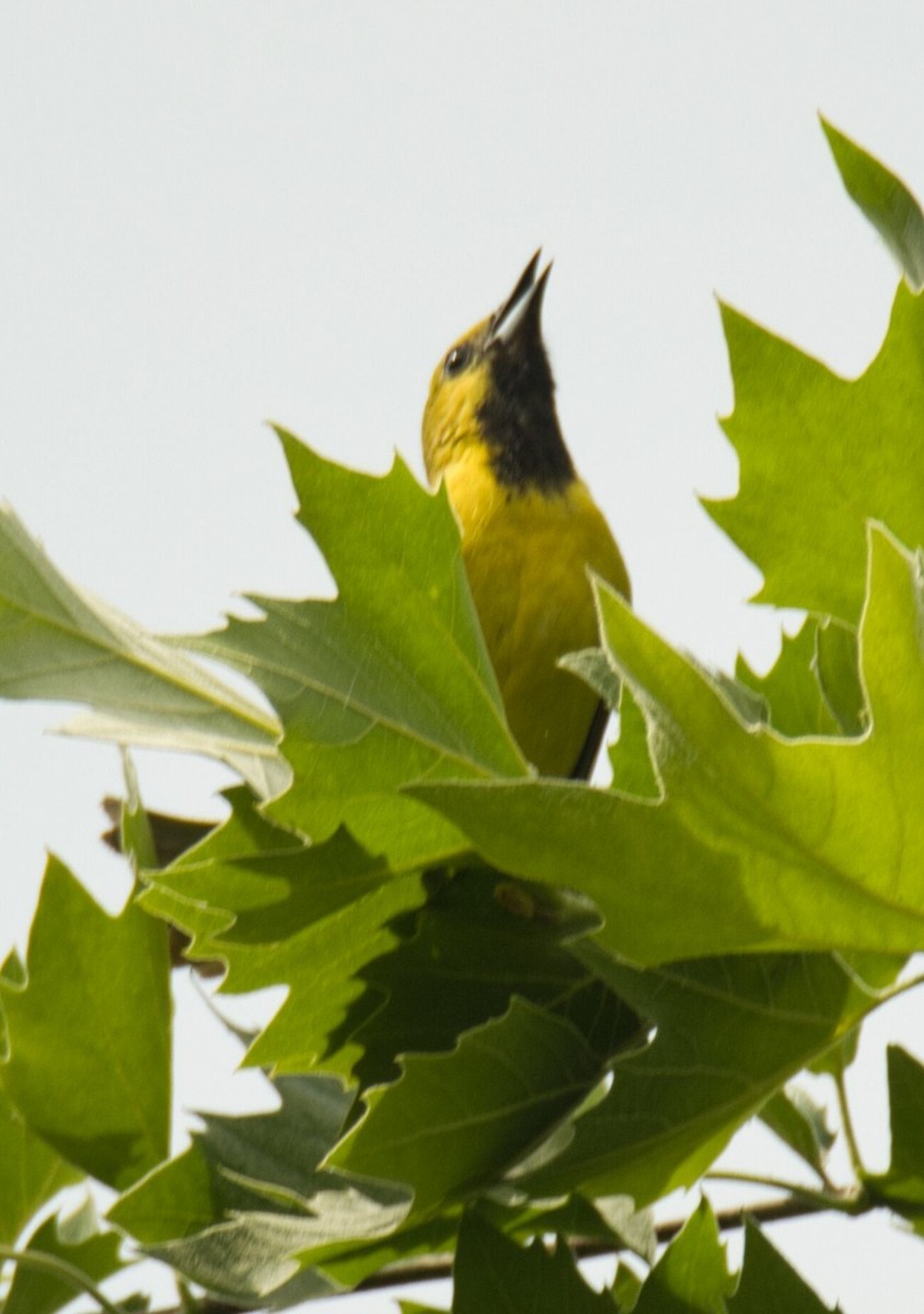 Orchard Oriole - ML620045082