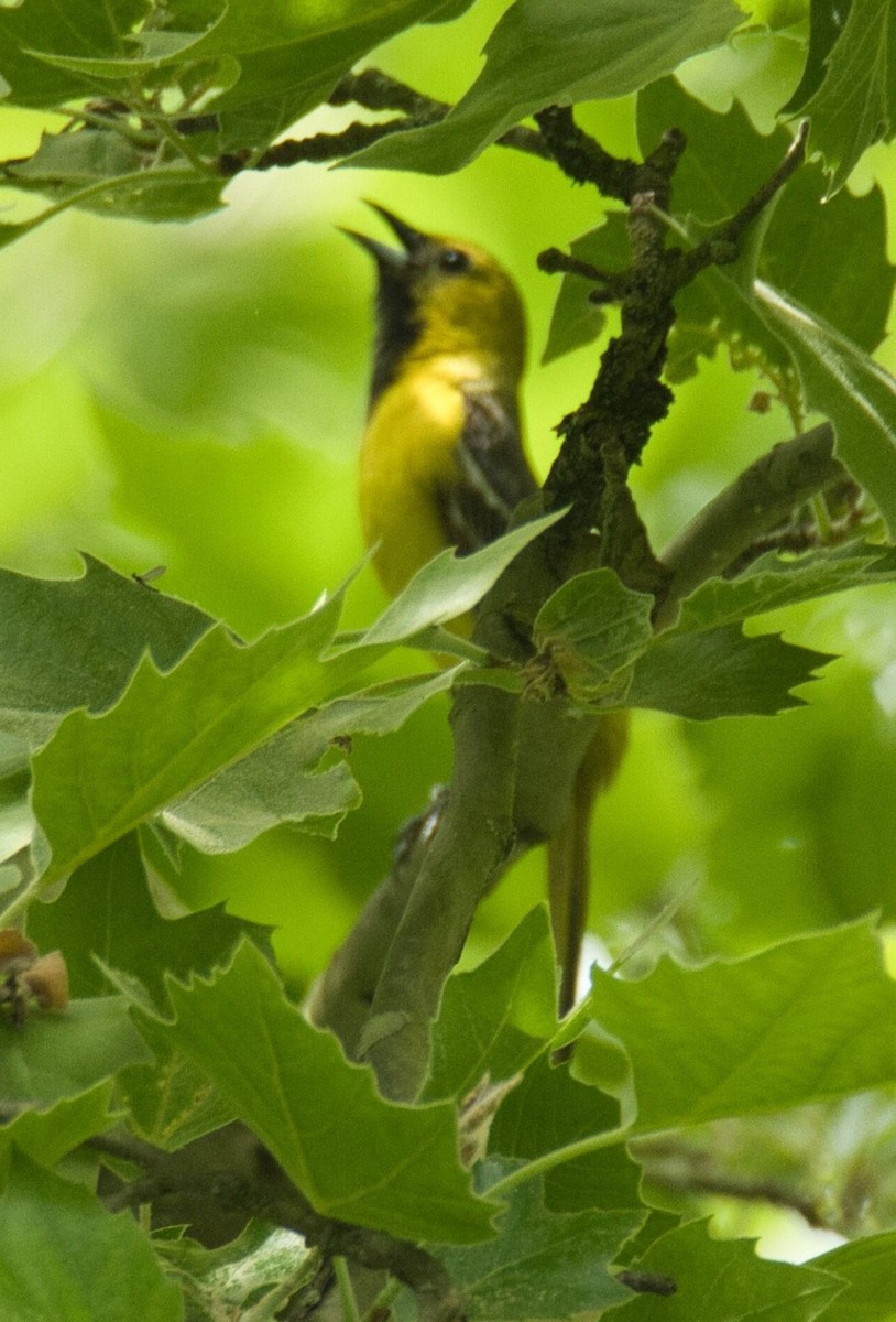 Orchard Oriole - ML620045083