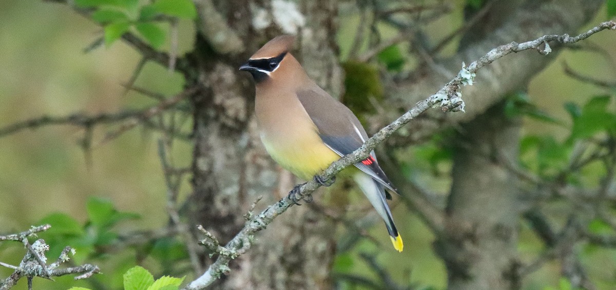 Cedar Waxwing - ML620045085