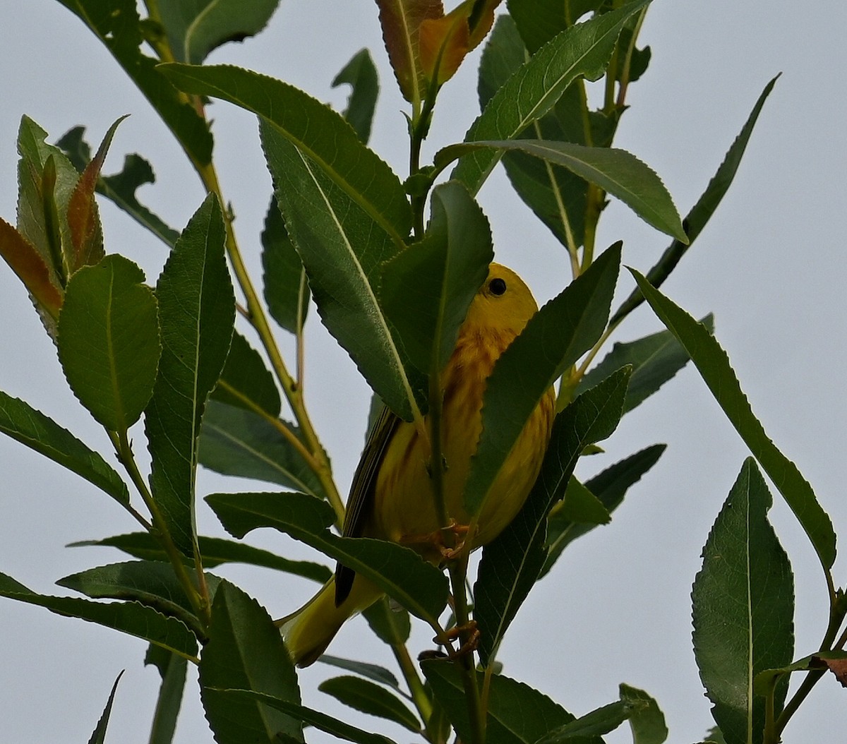 Yellow Warbler - ML620045102