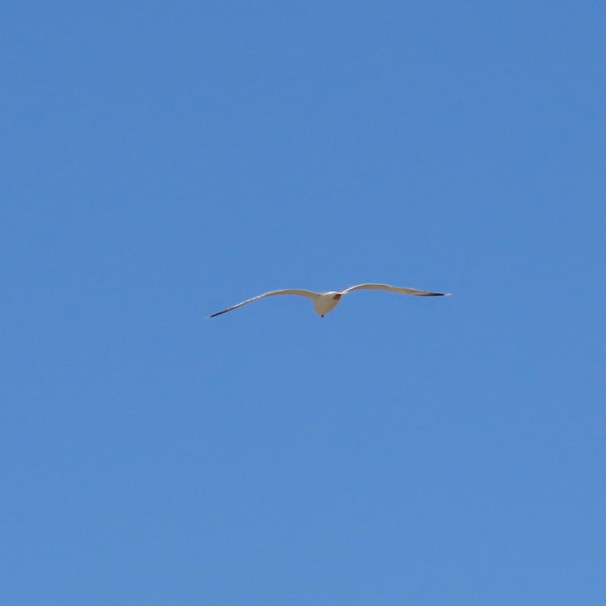 Armenian Gull - Mackenzie Goldthwait