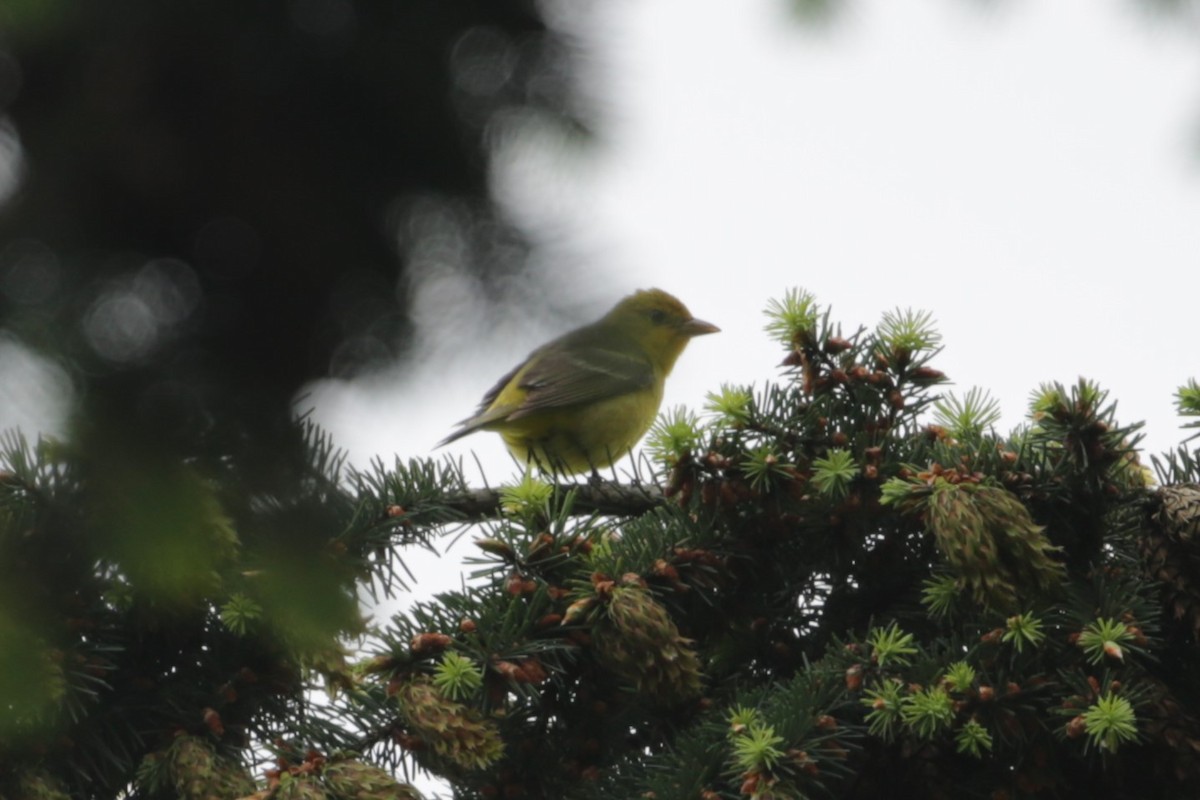 Western Tanager - ML620045145