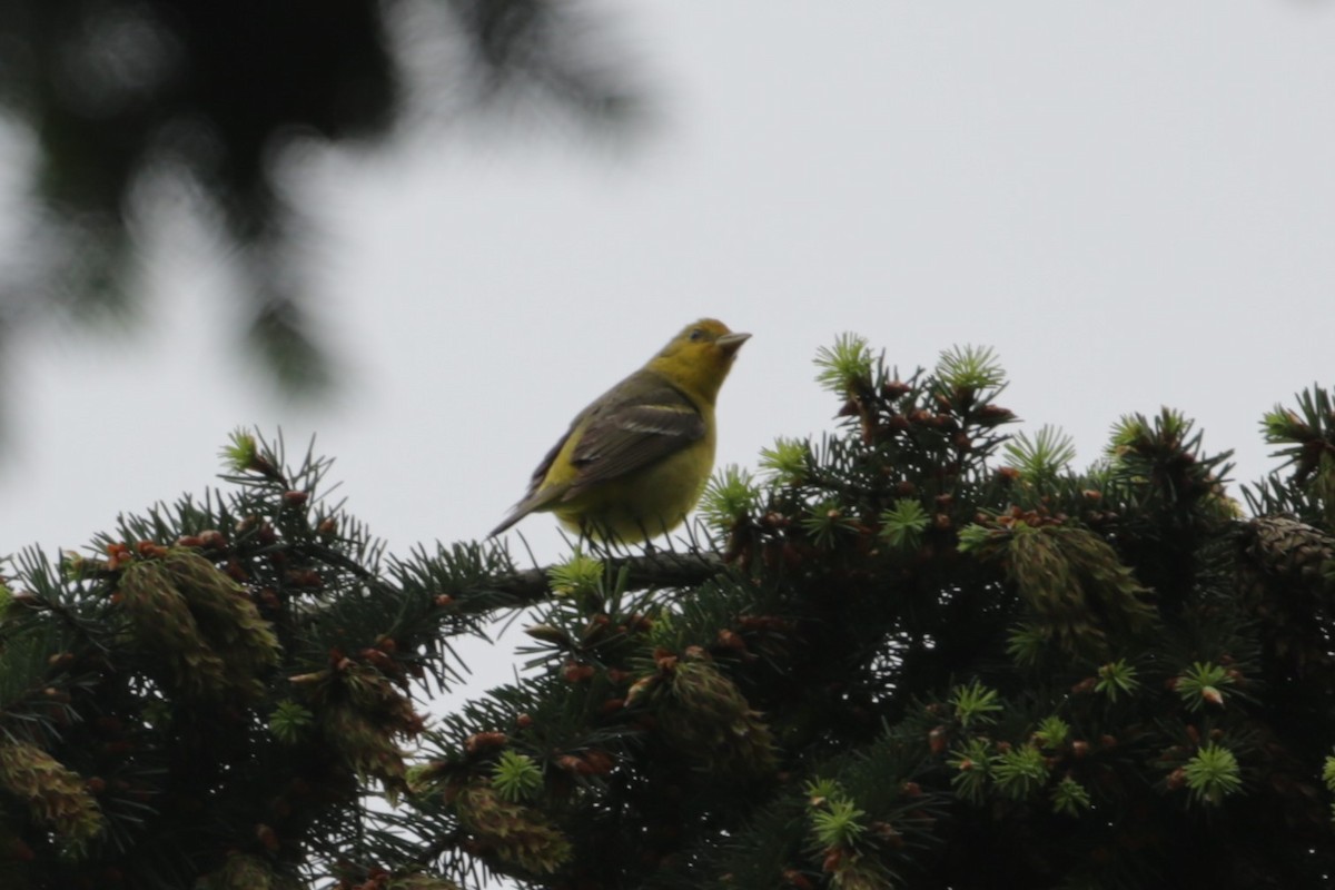 Western Tanager - ML620045146