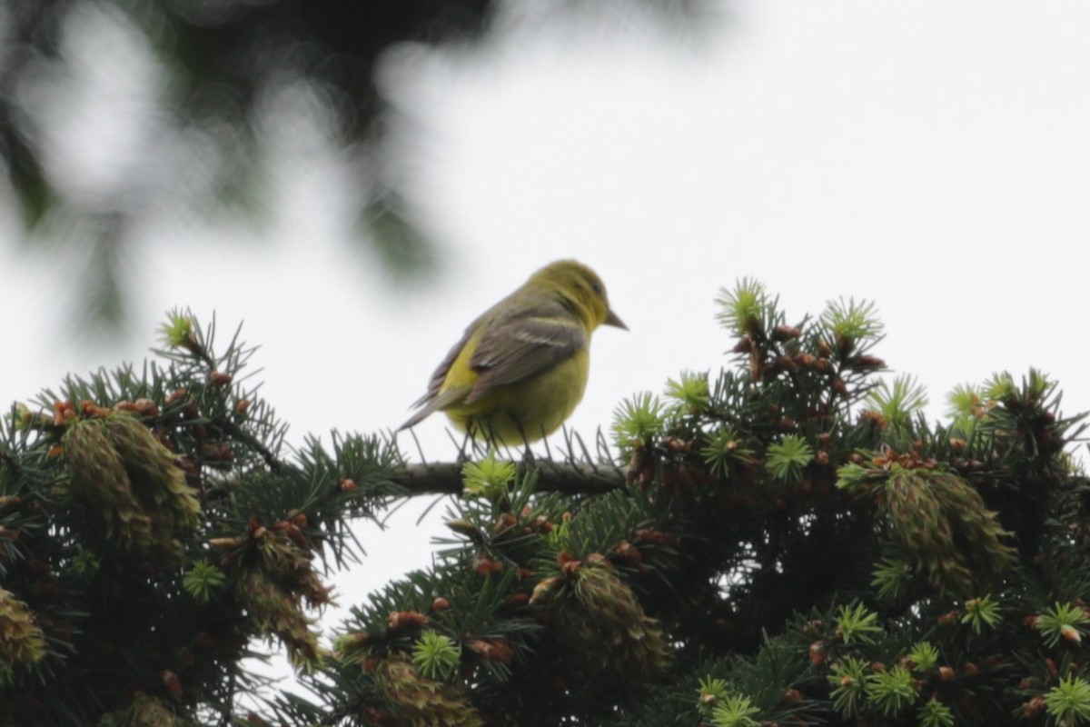 Western Tanager - ML620045147