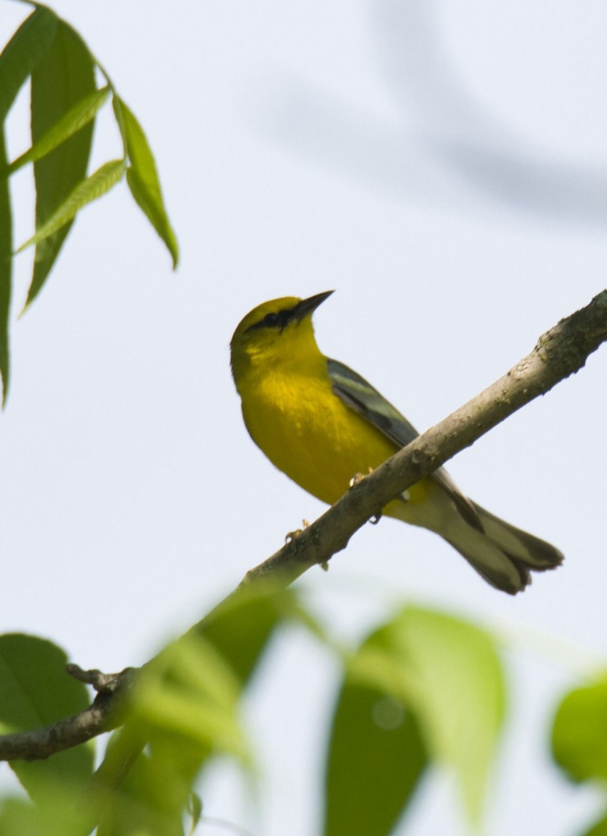 Blue-winged Warbler - Knarr Dan