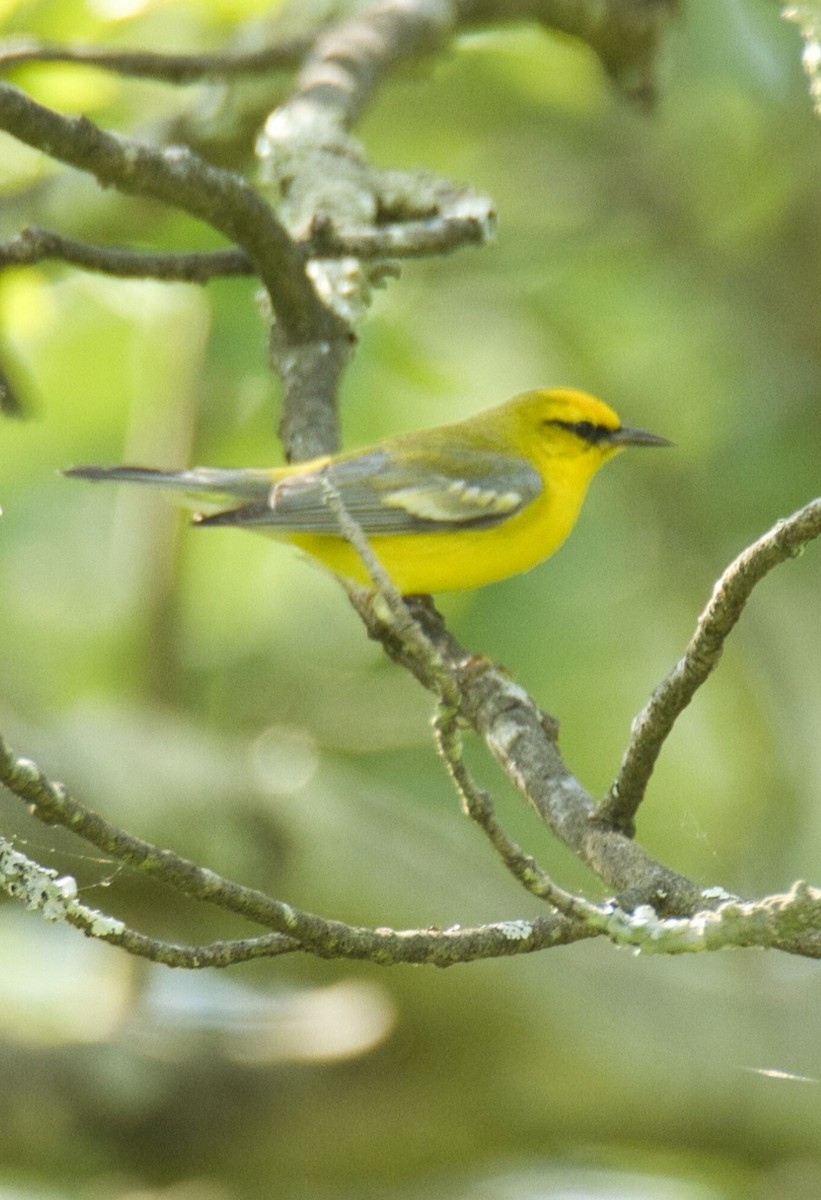 Blue-winged Warbler - ML620045160