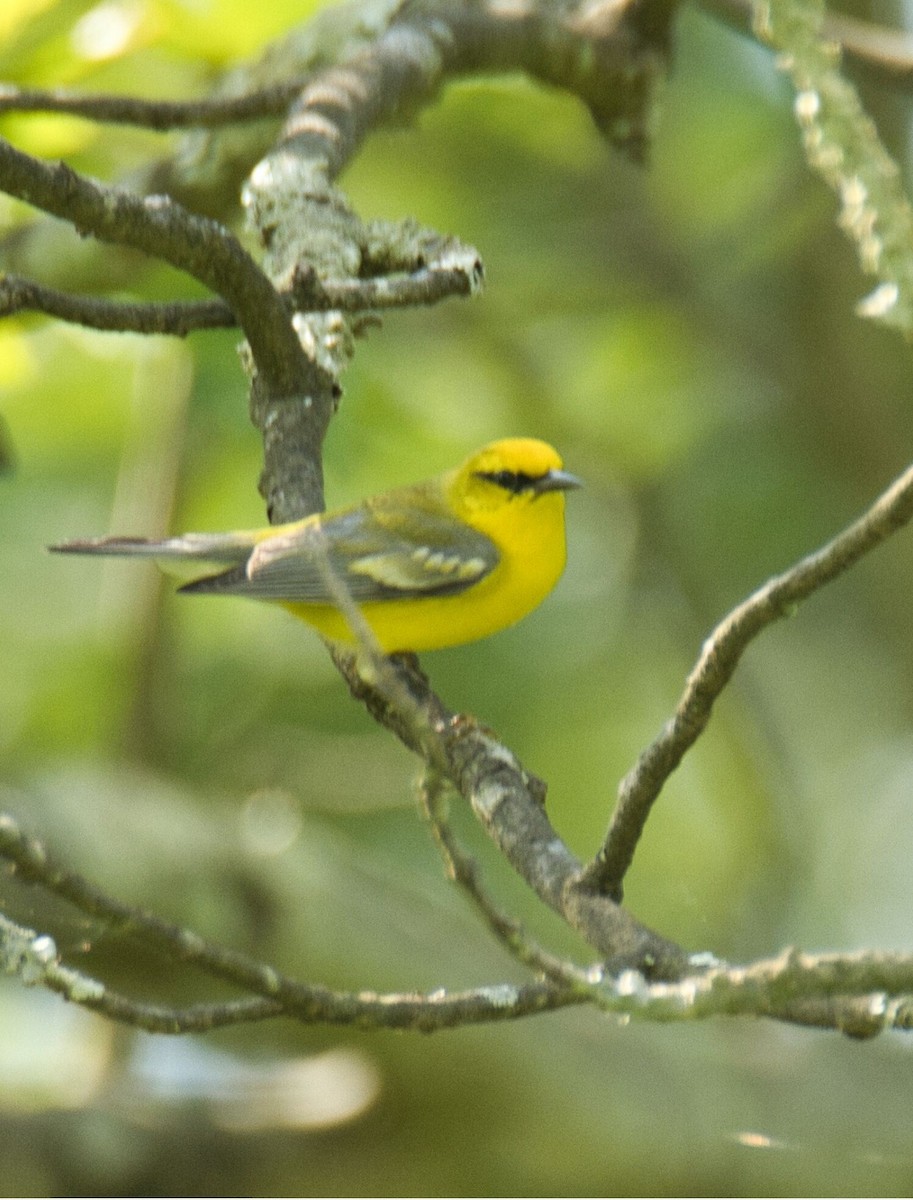 Blue-winged Warbler - ML620045161