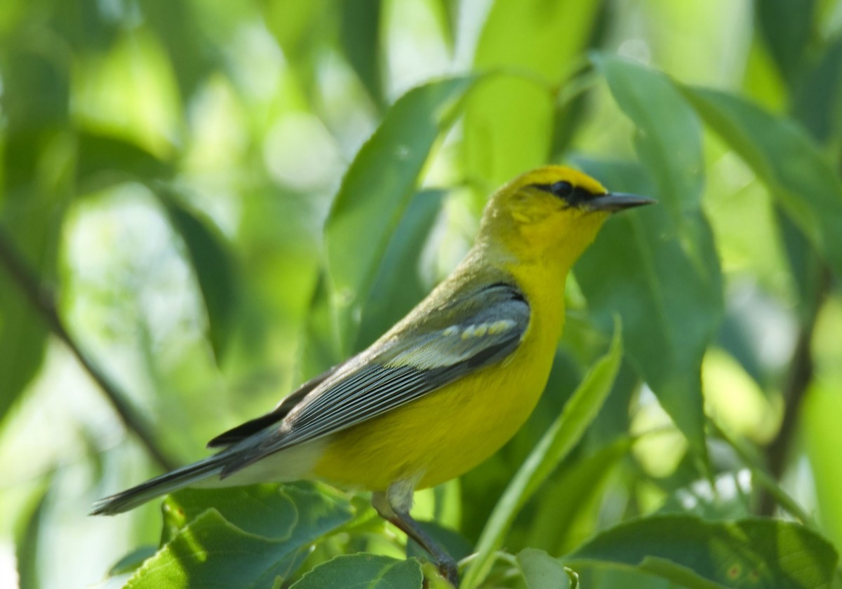 Blue-winged Warbler - ML620045162