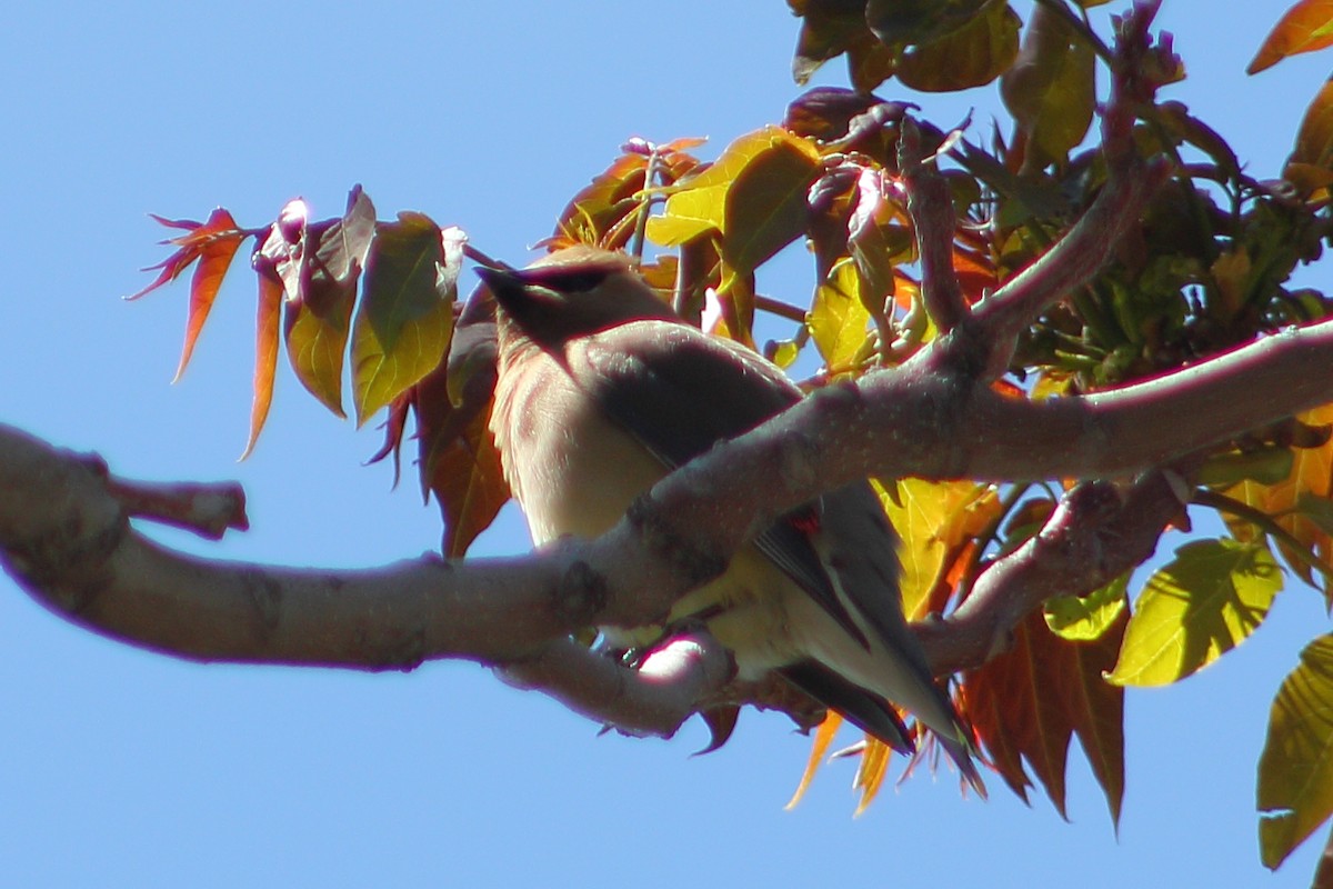 Cedar Waxwing - ML620045169