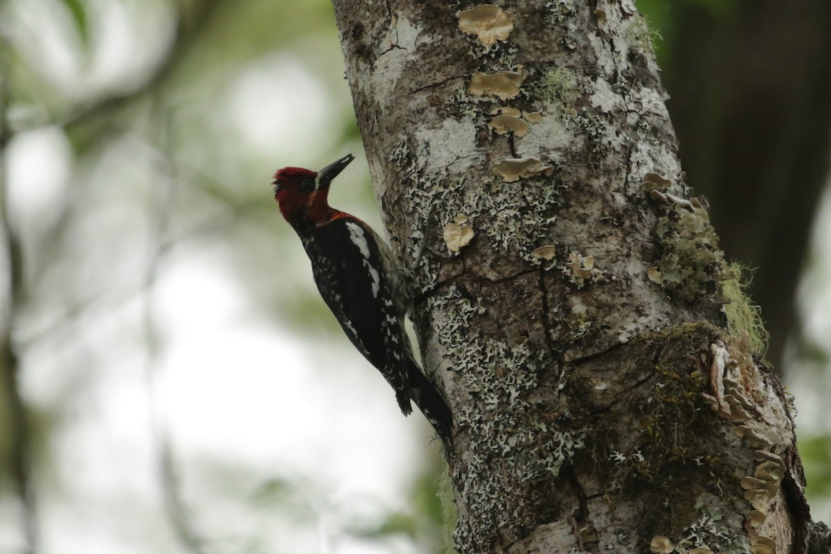 Red-breasted Sapsucker - ML620045176