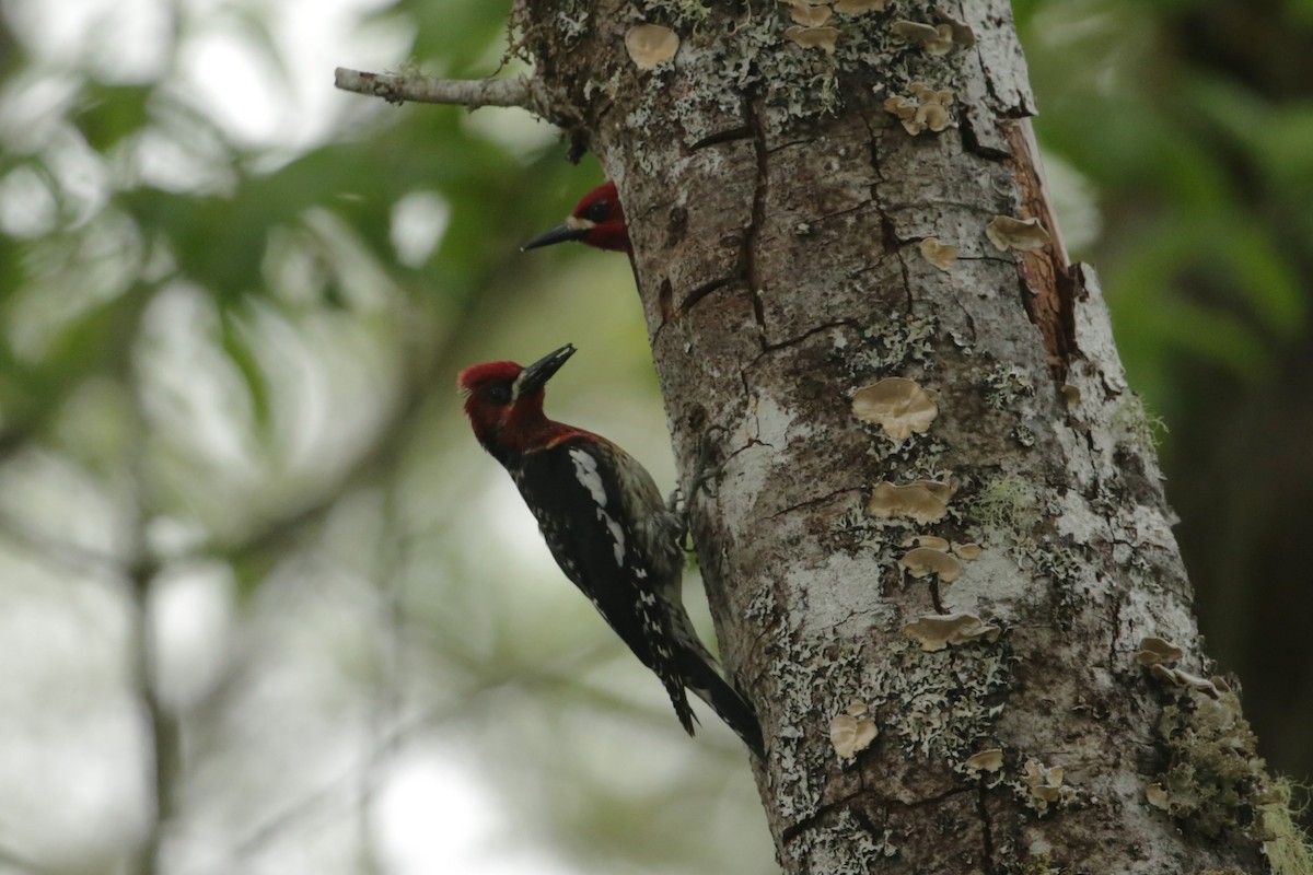 Red-breasted Sapsucker - ML620045177