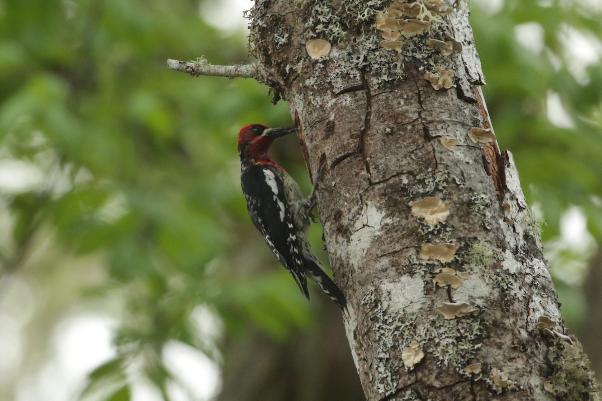 Red-breasted Sapsucker - ML620045178