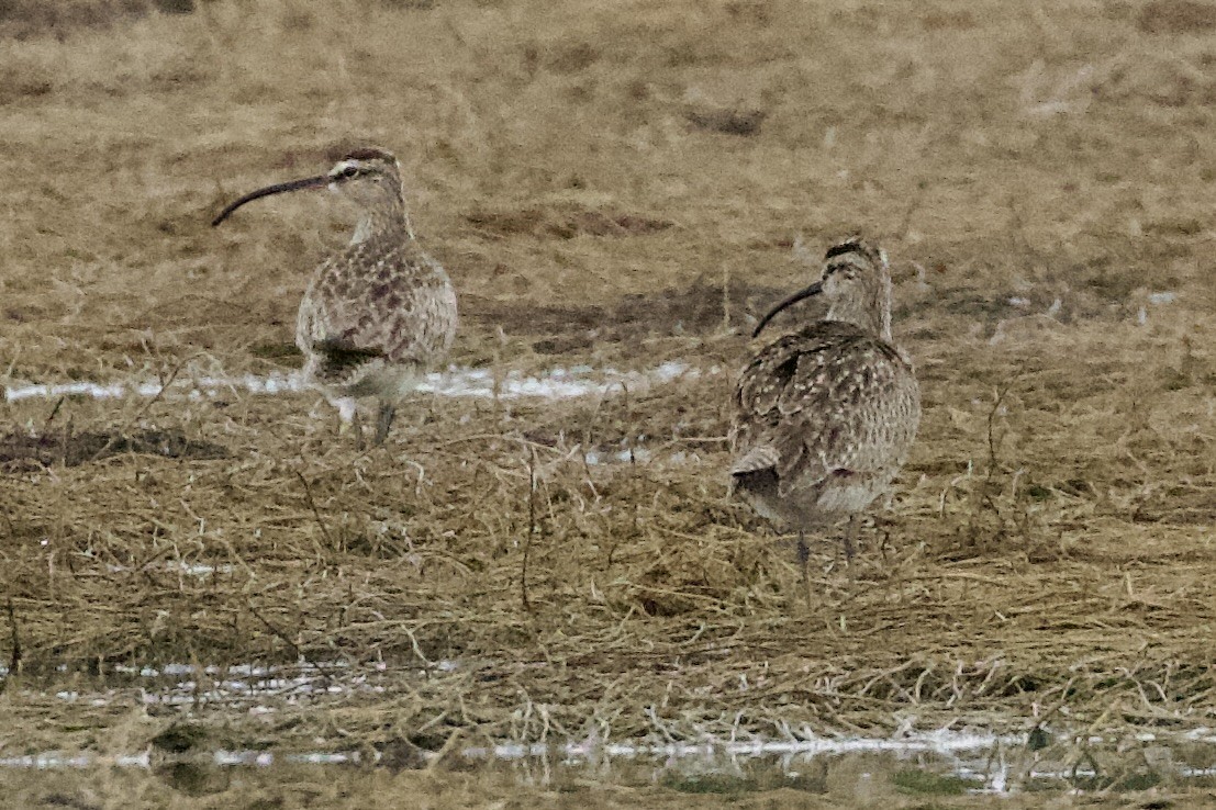 Whimbrel - ML620045192