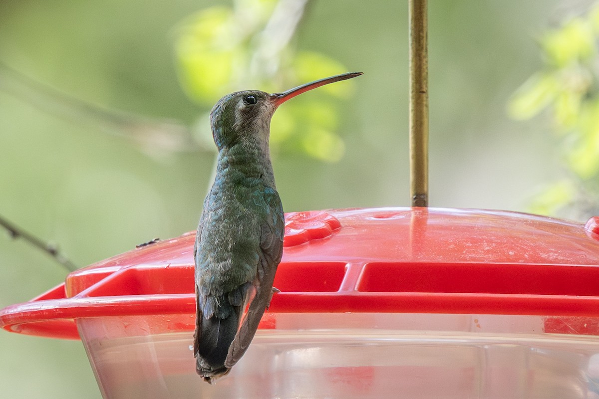 kolibřík širokozobý - ML620045197