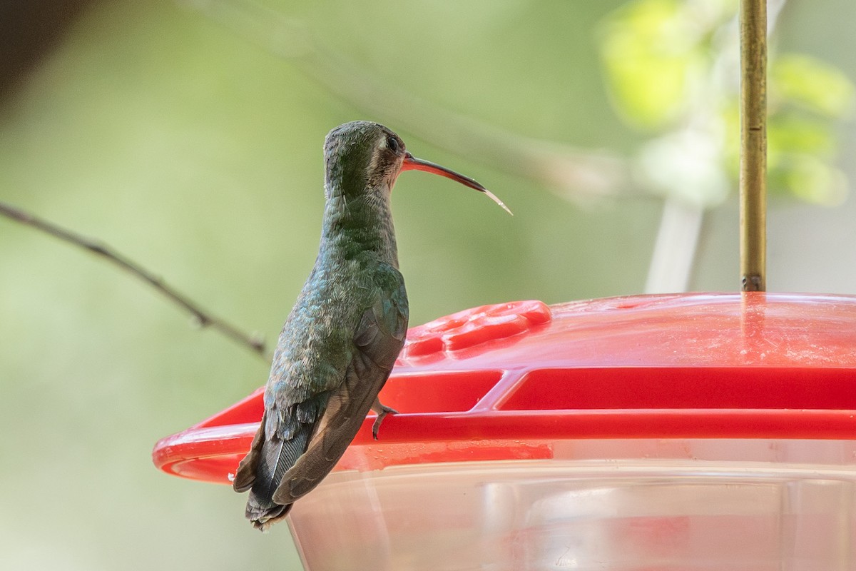 Broad-billed Hummingbird - ML620045199