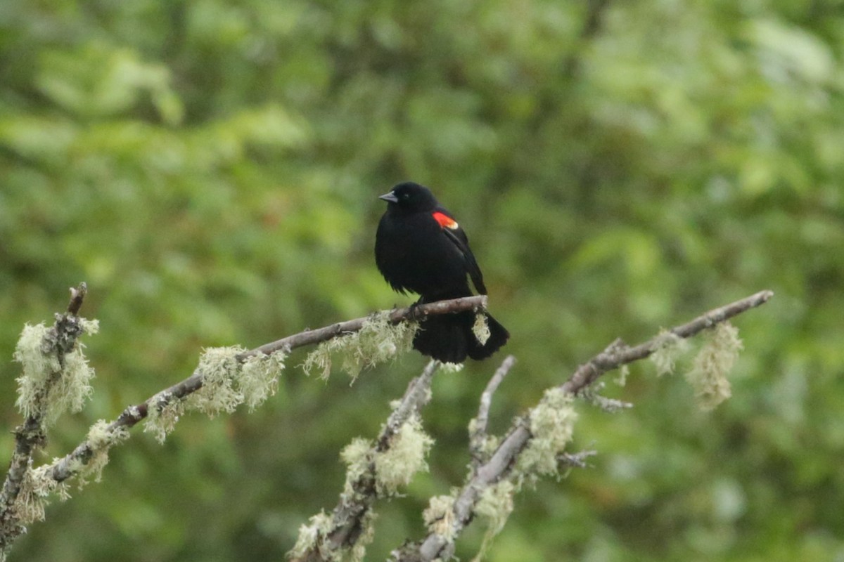 Red-winged Blackbird - ML620045213