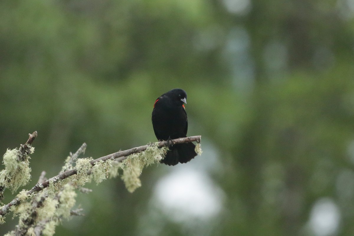 Red-winged Blackbird - ML620045214