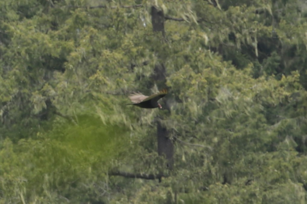 Turkey Vulture - Samuel Hain