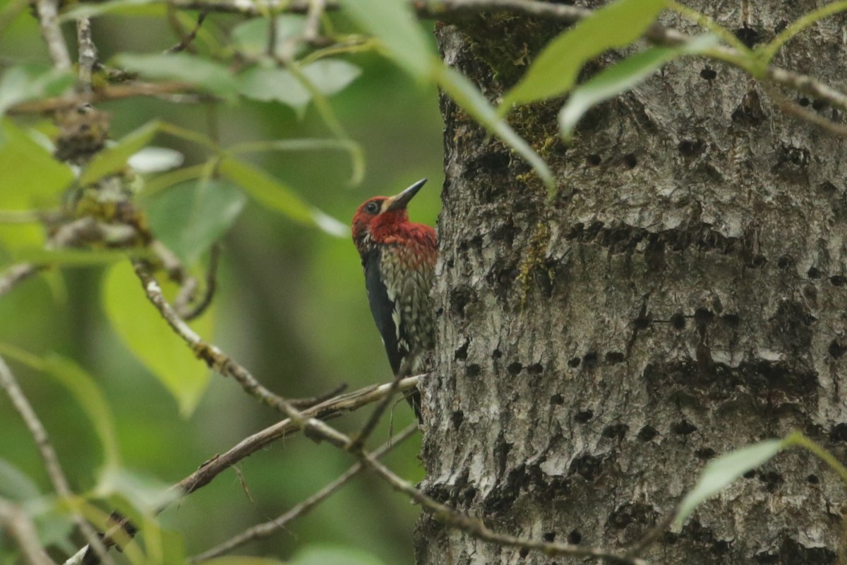 Red-breasted Sapsucker - ML620045247