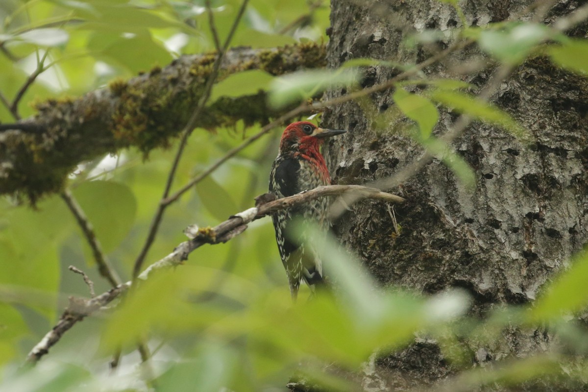 Red-breasted Sapsucker - ML620045250