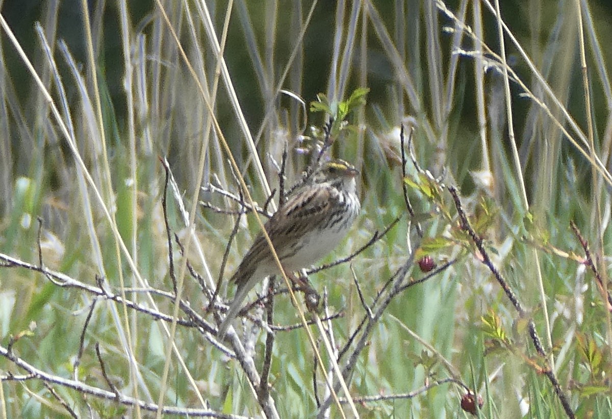 Savannah Sparrow - ML620045268
