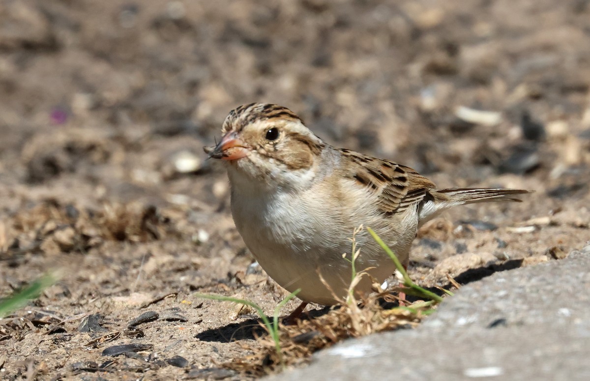Clay-colored Sparrow - ML620045273