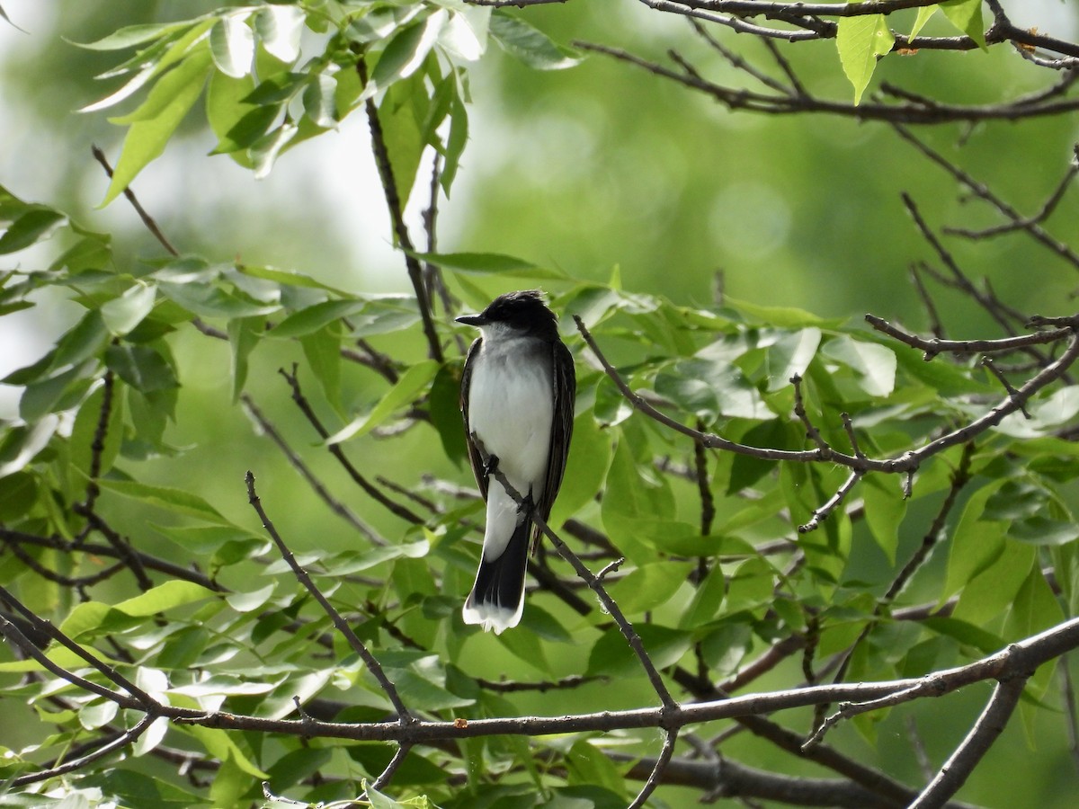 Eastern Kingbird - ML620045275