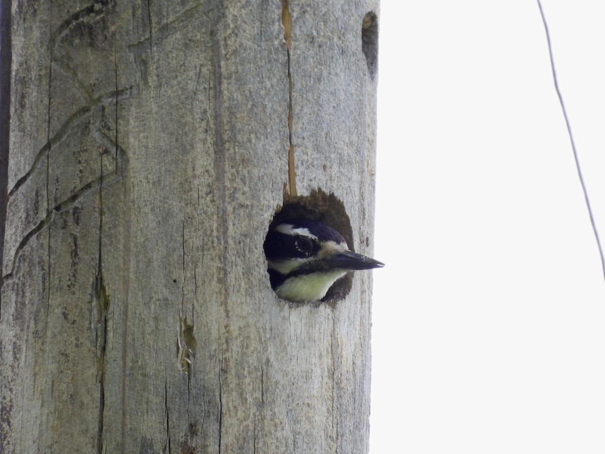 Downy Woodpecker - ML620045277