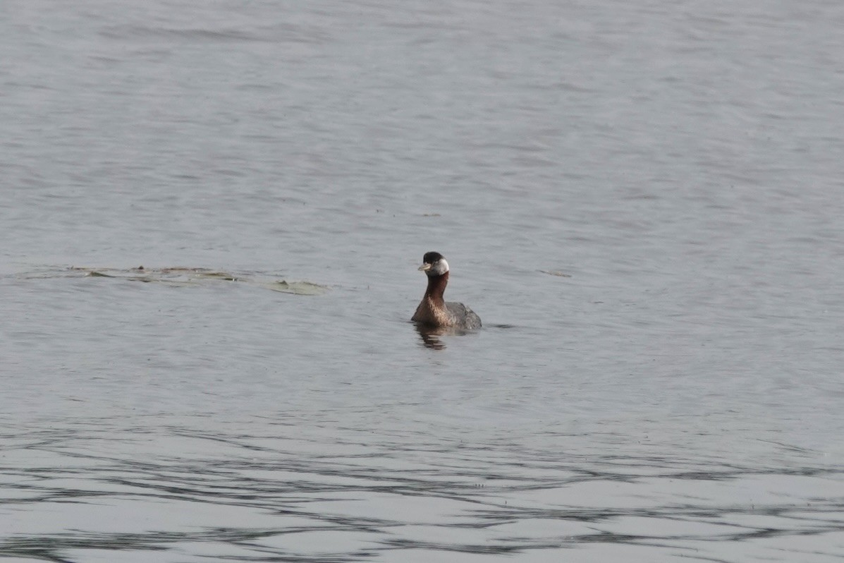 Red-necked Grebe - ML620045278