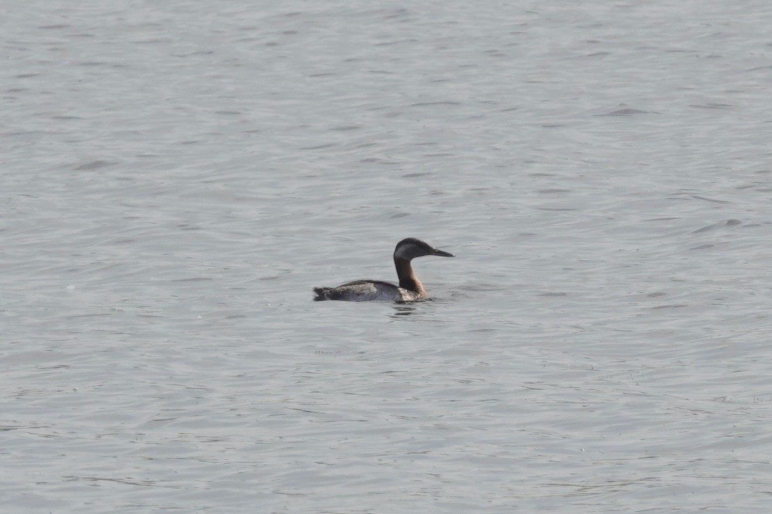 Red-necked Grebe - ML620045279