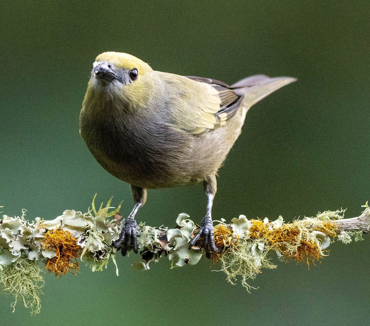 Palm Tanager - ML620045287