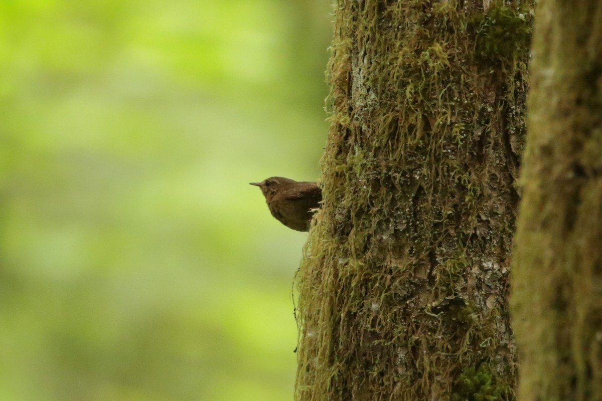 Pacific Wren - ML620045288