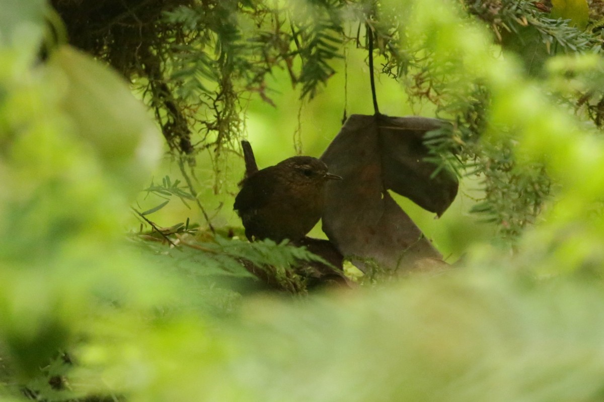 Pacific Wren - ML620045289