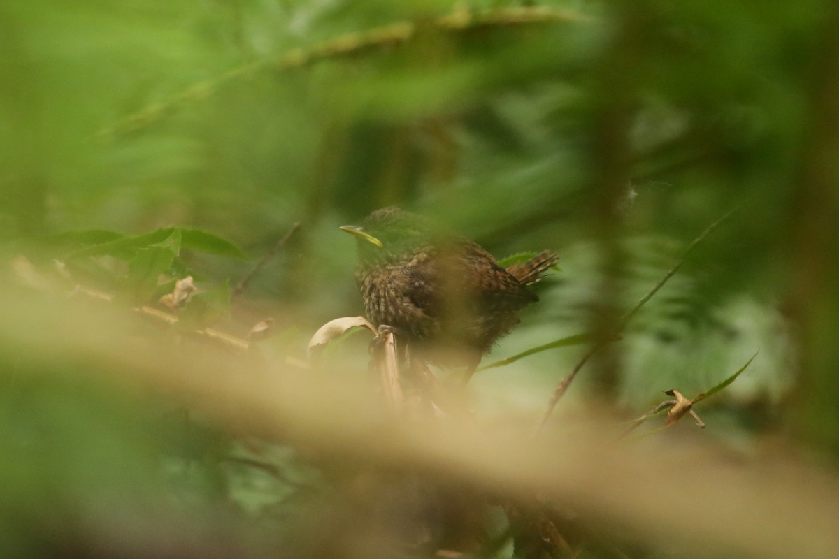 Pacific Wren - ML620045292