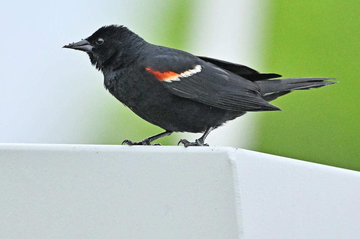 Red-winged Blackbird - ML620045293