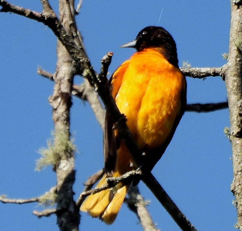 Baltimore Oriole - ML620045300