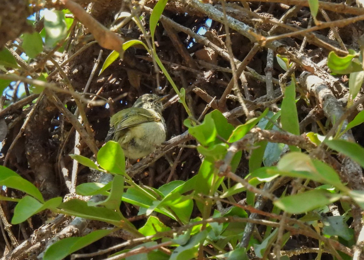 Hume's Warbler - ML620045301