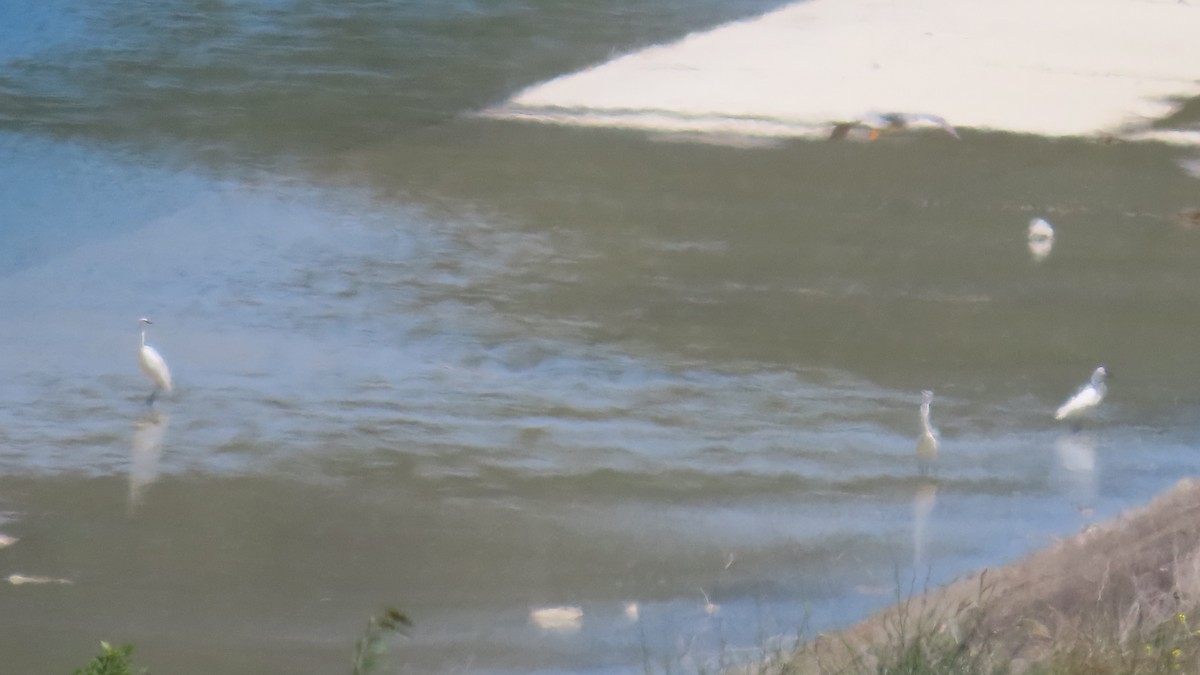 Little Egret (Western) - ML620045303